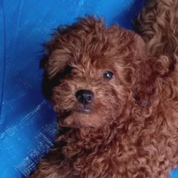 ミックス(チワワ×マルプー)【熊本県・男の子・2024年3月5日・レッドアンドホワイト】の写真「胸白小さめ男の子！」