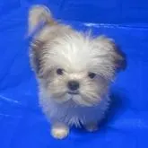 ミックス(チワワ×シーズー)【熊本県・男の子・2022年8月10日・ホワイト&ゴールド】の写真1