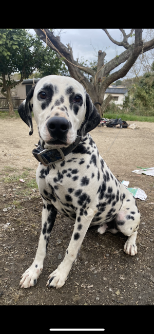ダルメシアン【・男の子・2020年8月7日・ホワイトアンドブラック】