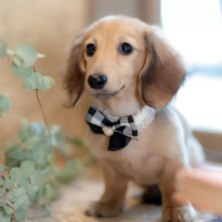 くう 様のお迎えした子犬
