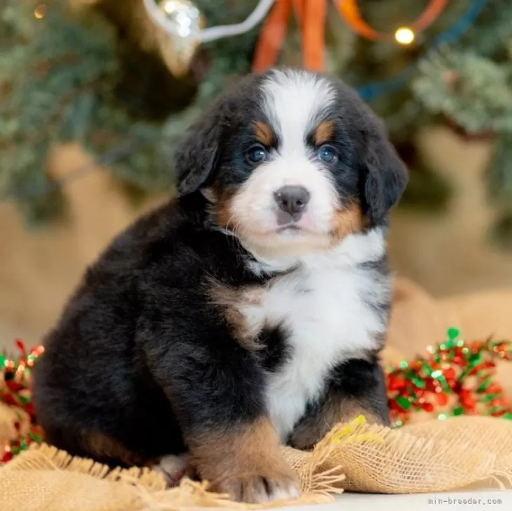 ID：2412-04633の子犬