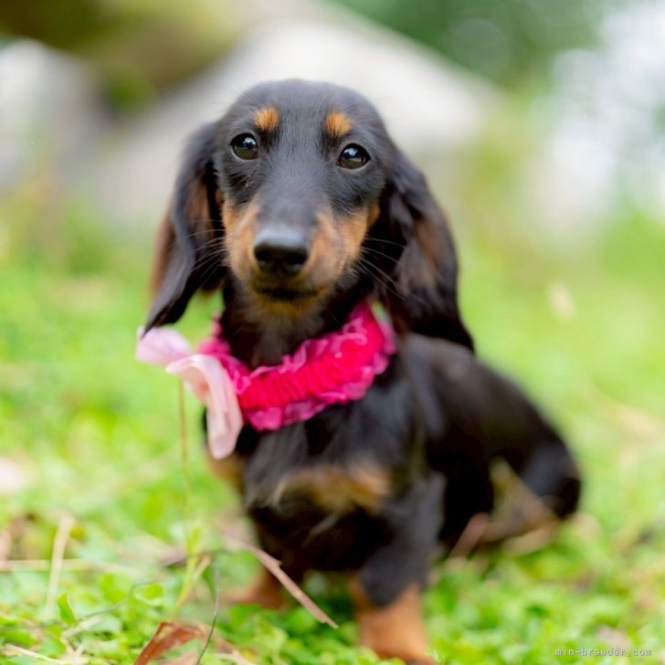 ブリーダー画像