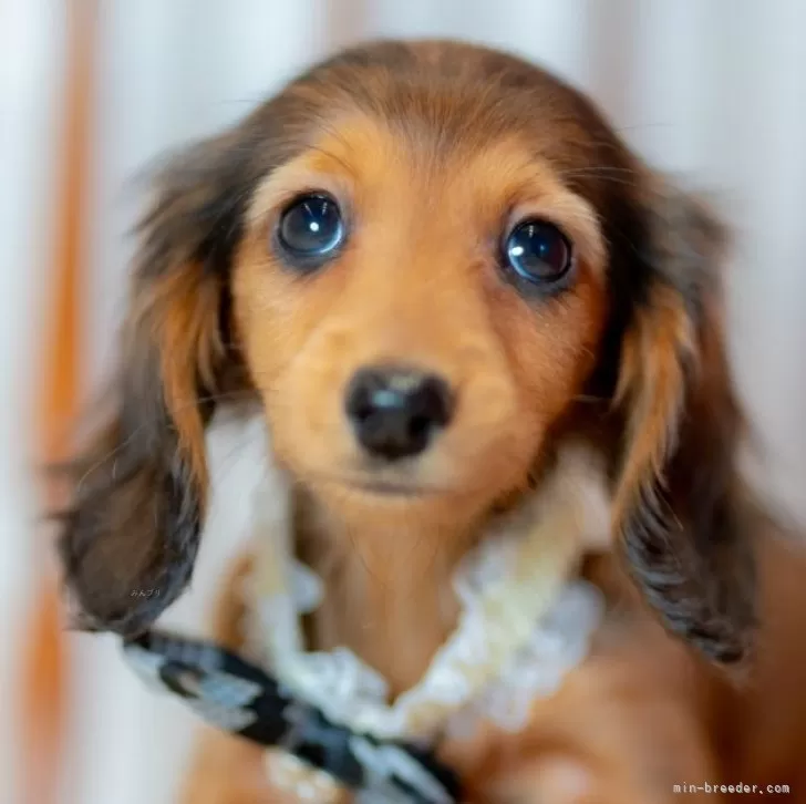 ID：2411-06648の子犬