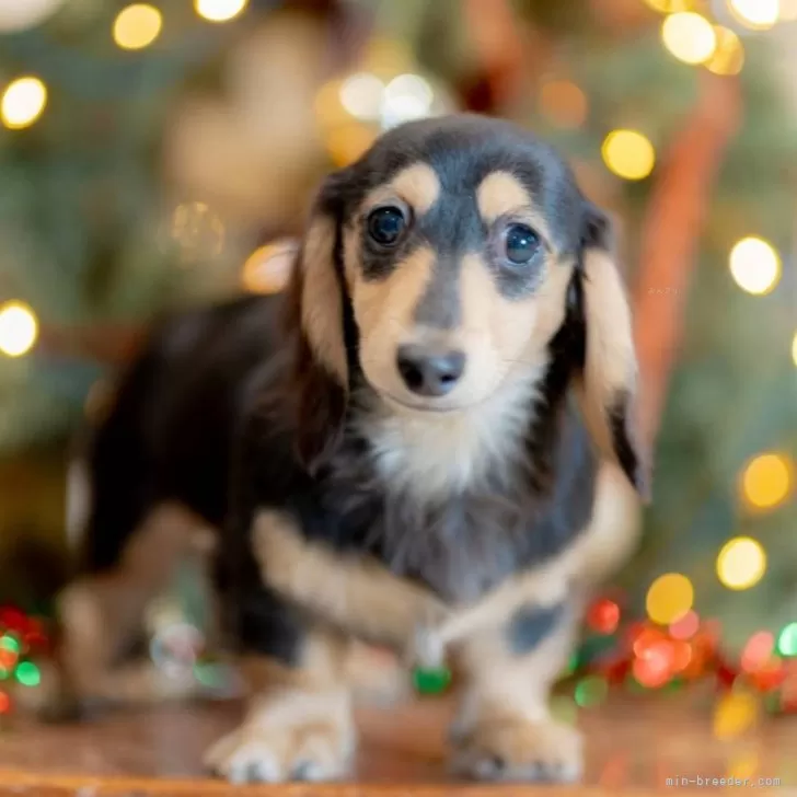 ID：2409-03960の子犬