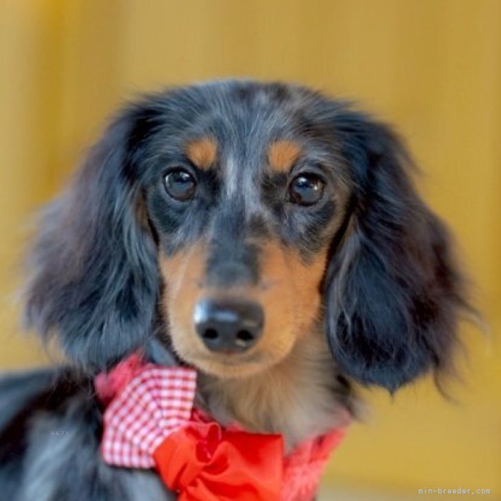 ブリーダー画像