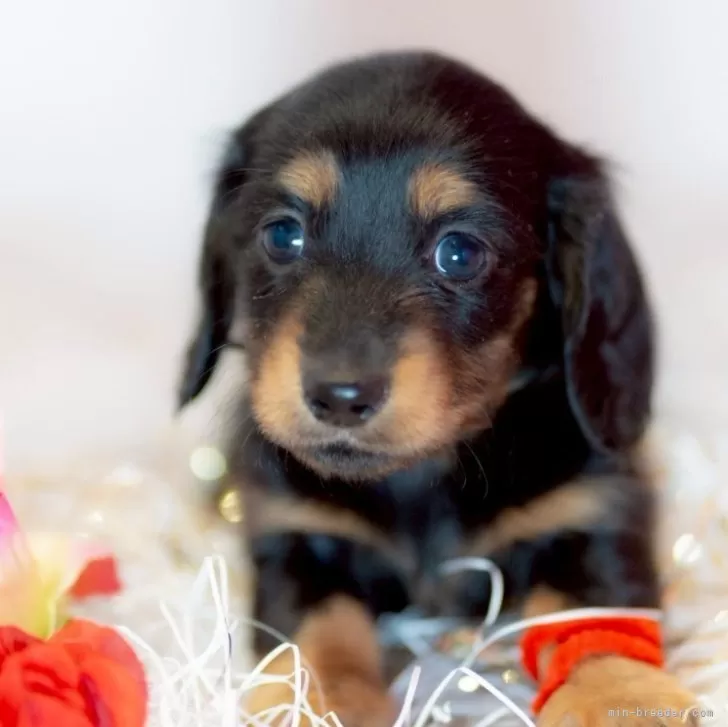 ID:2505-04116の子犬