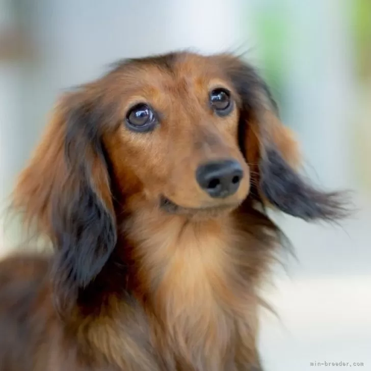 ID：2411-06643の子犬