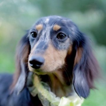 ミニチュアダックスフンド(ロング)【香川県・男の子・2025年5月8日・シルバーダップル】の写真「イケてるメンズ代表です・*:.。.☆」