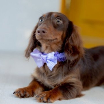 ミニチュアダックスフンド(ロング)【香川県・男の子・2025年4月26日・チョコレート&タン】の写真「良血統✨上品なGODIVAくん❤︎」