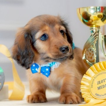 ミニチュアダックスフンド(ロング)【香川県・男の子・2025年11月11日・レッド】の写真「✨父親外産👑良血統🏆✨」