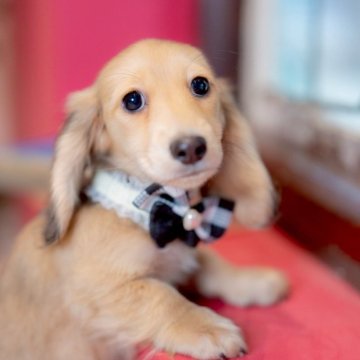 ミニチュアダックスフンド(ロング)【香川県・女の子・2025年9月5日・シェーデッドイエロー(クリーム)】の写真「高級感漂うｽﾍﾟｼｬﾙJewel Girl💎.*」