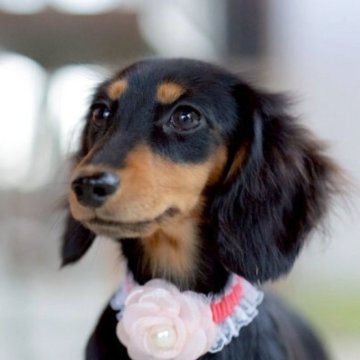 カニンヘンダックスフンド(ロング)【香川県・女の子・2025年5月4日・ブラックタン】の写真「ミニミニ姫♡最上級の可愛さです❤」