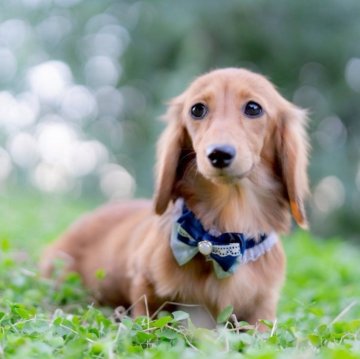 ミニチュアダックスフンド(ロング)【香川県・女の子・2025年5月18日・シェーデッドイエロー】の写真「ママそっくりの可愛い女の子❤︎」