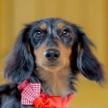 ミニチュアダックスフンド(ロング)【香川県・男の子・2025年4月26日・シルバーダップル】の写真「良血統✨美しいダップルcolorの男の子❤︎↝」