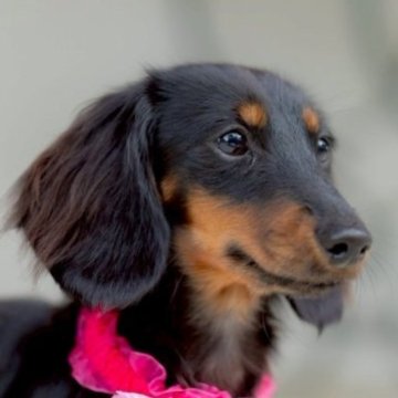 カニンヘンダックスフンド(ロング)【香川県・男の子・2025年5月4日・ブラックタン】の写真「ちびちびサイズ☆アイドル級の可愛さです💓」