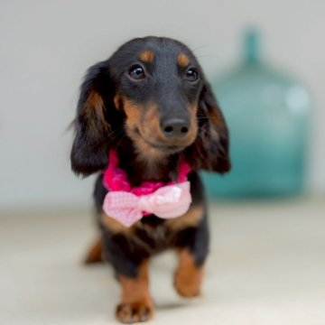 カニンヘンダックスフンド(ロング)【香川県・男の子・2025年5月4日・ブラックタン】の写真「ちびちびサイズ☆アイドル級の可愛さです💓」