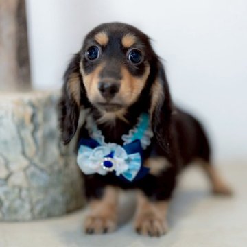 ミニチュアダックスフンド(ロング)【香川県・女の子・2025年9月5日・ブラック&イエロー】の写真「優美なMonotone Girl✨」