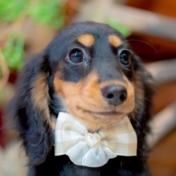 ミニチュアダックスフンド(ロング)【香川県・女の子・2025年7月31日・ブラックタン】の写真「可愛いの代名詞°・*:.。.☆」