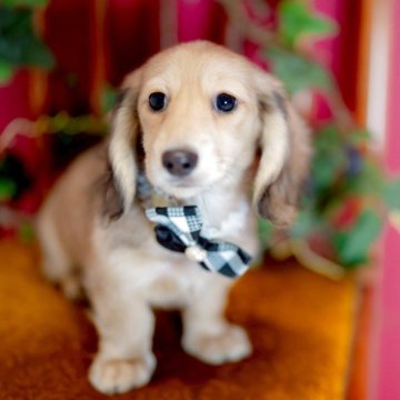 ミニチュアダックスフンド(ロング)【香川県・女の子・2025年9月5日・シェーデッドイエロー(クリーム)】の写真「高級感漂うｽﾍﾟｼｬﾙJewel Girl💎.*」