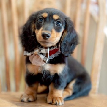 ミニチュアダックスフンド(ロング)【香川県・女の子・2025年7月31日・ブラックタン】の写真「可愛いの代名詞°・*:.。.☆」