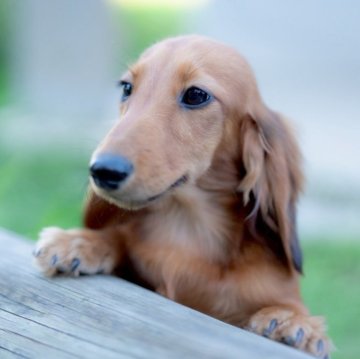 ミニチュアダックスフンド(ロング)【香川県・男の子・2025年5月18日・シェーデッドイエロー】の写真「The ミニチュアダックスフンド💎.*」