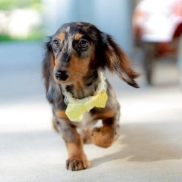 ミニチュアダックスフンド(ロング)【香川県・男の子・2025年5月8日・シルバーダップル】の写真「イケてるメンズ代表です・*:.。.☆」