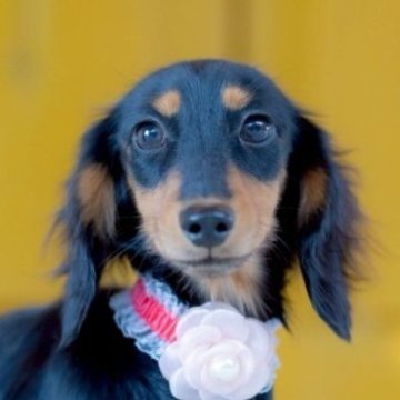 カニンヘンダックスフンド(ロング)【香川県・女の子・2025年5月4日・ブラックタン】の写真「ミニミニ姫♡最上級の可愛さです❤」