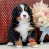 バーニーズ・マウンテン・ドッグ【香川県・女の子・2024年11月9日・ブラックラスト&ホワイト】の写真2