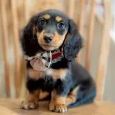 ミニチュアダックスフンド(ロング)【香川県・女の子・2025年7月31日・ブラックタン】の写真3