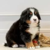 バーニーズ・マウンテン・ドッグ【香川県・女の子・2024年11月9日・ブラックラスト&ホワイト】の写真4