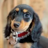 ミニチュアダックスフンド(ロング)【香川県・女の子・2025年7月31日・ブラックタン】の写真5