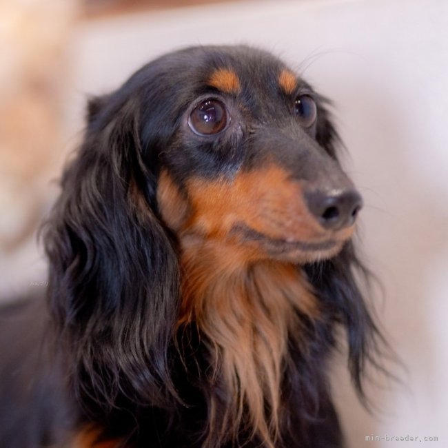 ミニチュアダックスフンド(ロング)【・女の子・2022年5月3日・ブラックタン】