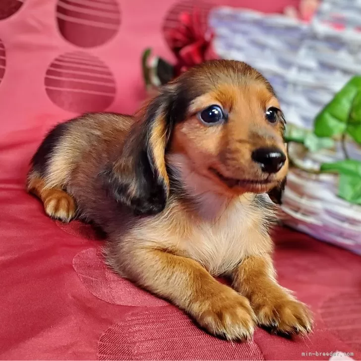 ID：2311-01157の子犬