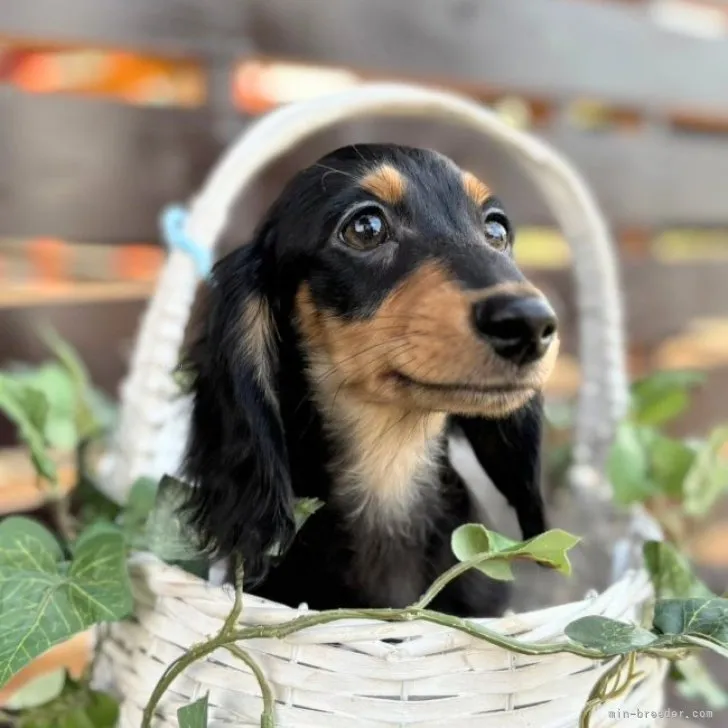 ID：2308-04071の子犬