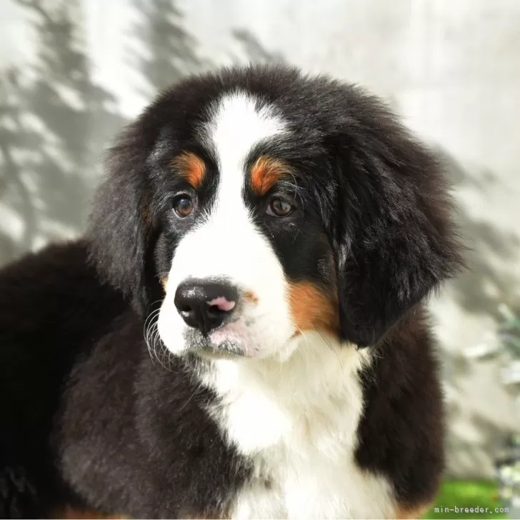 ID:2312-00272の子犬