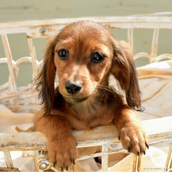 ID:2311-02719の子犬