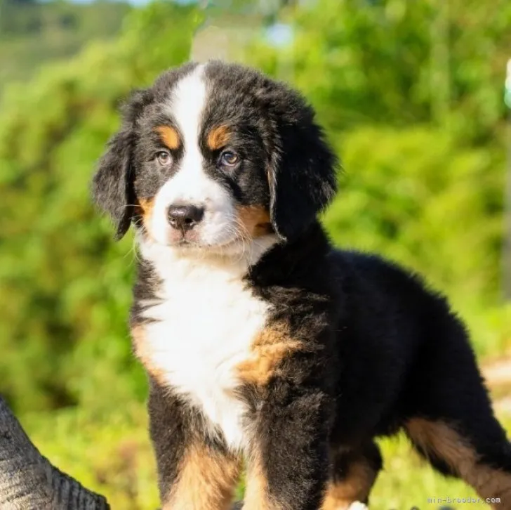 ID:2306-00620の子犬