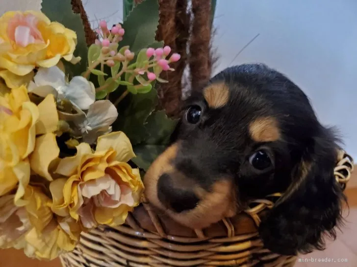 M.Ｉ 様のお迎えした子犬