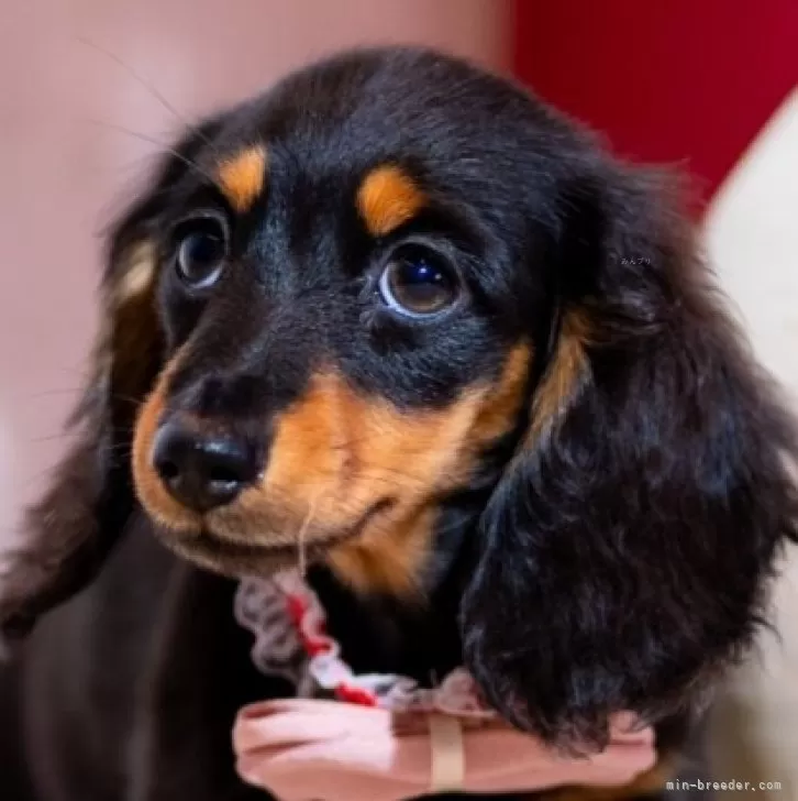 ID:2401-05751の子犬
