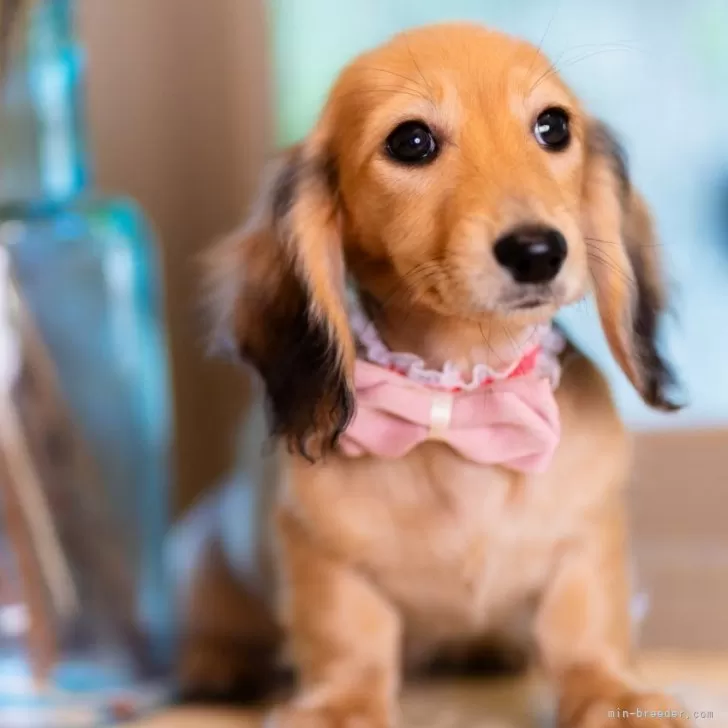 ID：2405-01397の子犬