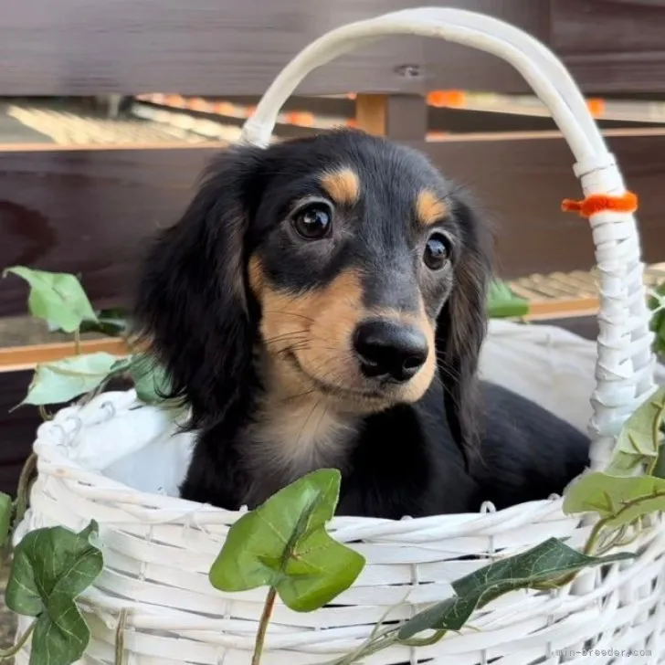 ID:2308-04258の子犬