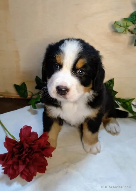 ID：2110-00030の子犬