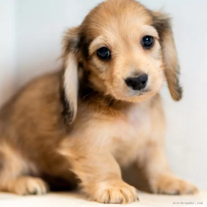 ID:2405-00899の子犬
