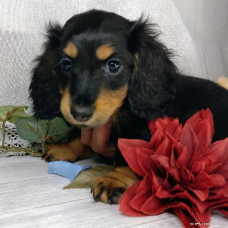 ID：2207-03186の子犬