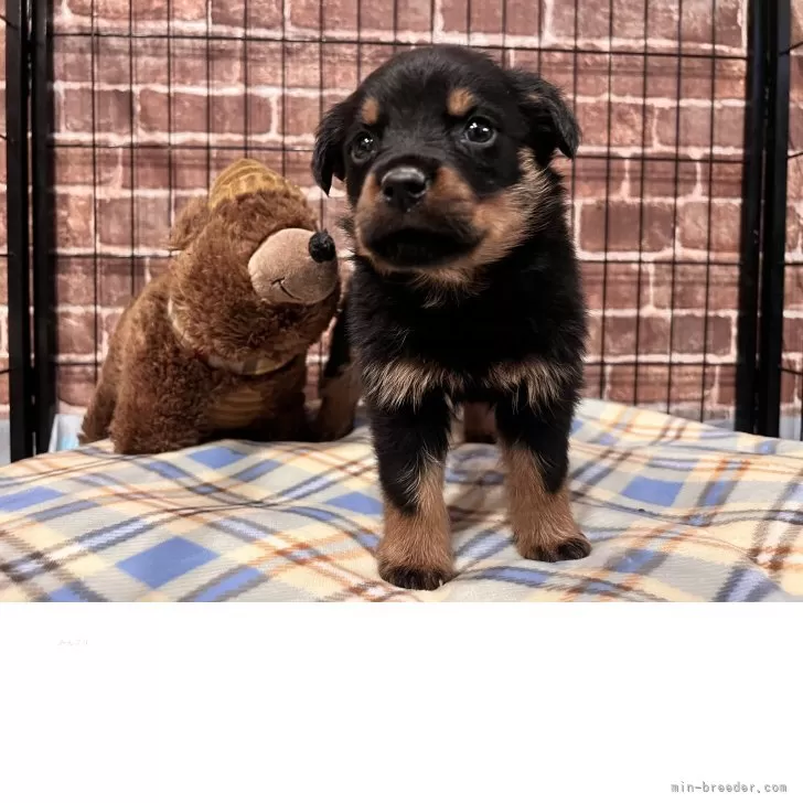 ID：2504-06823の子犬