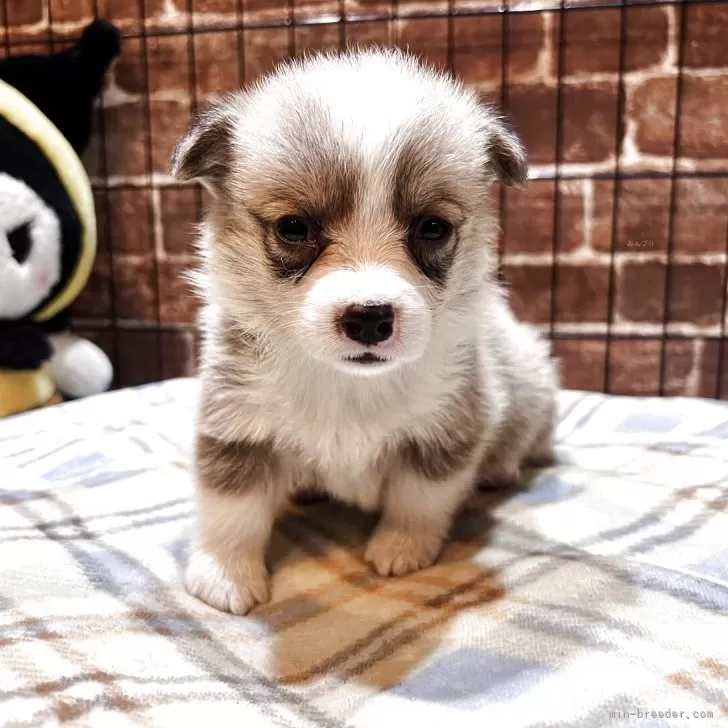 ID:2507-08394の子犬