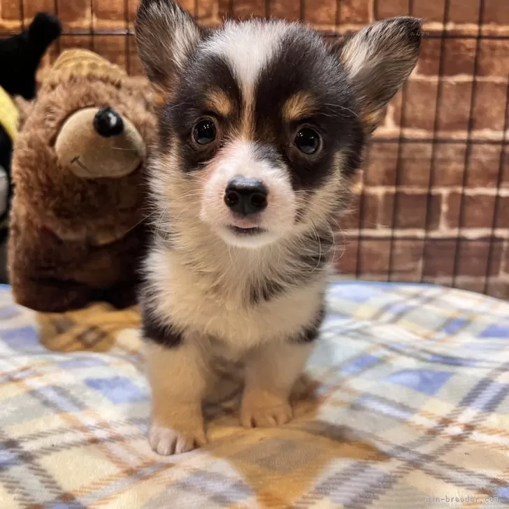 みぃこ 様のお迎えした子犬