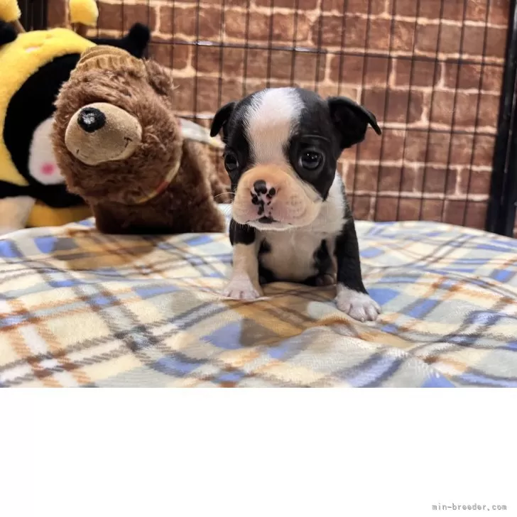だい 様のお迎えした子犬