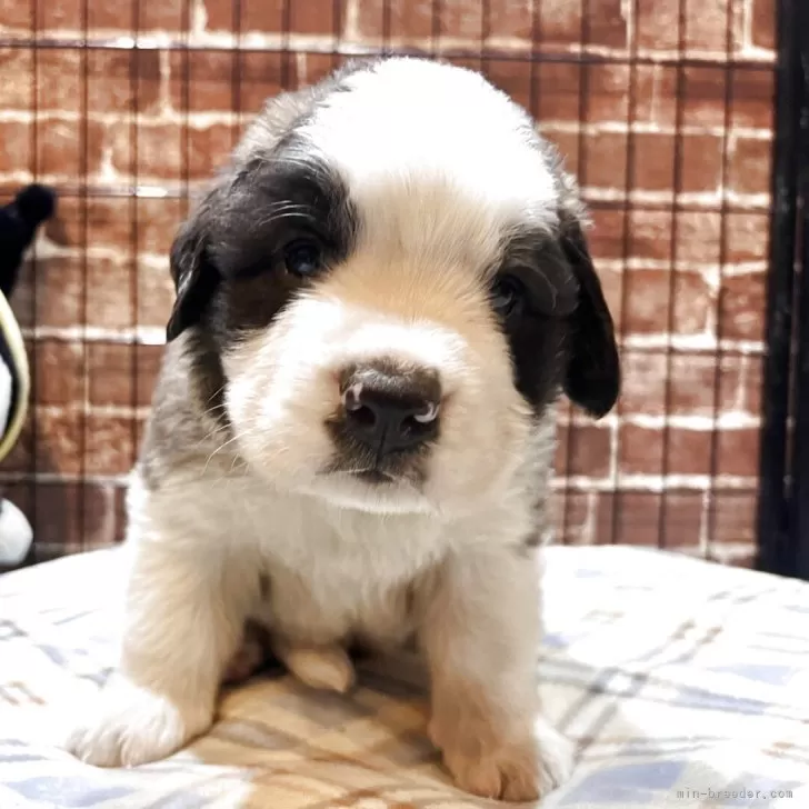 ID：2507-08391の子犬