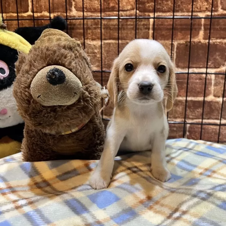 さくらちゃん 様のお迎えした子犬